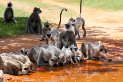 
			Negombo - Anuradhapura
			
